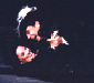 Taras Kulish as LEPORELLO